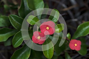 Closeup on tiny Vivid red color euphorbia milii des moul flower