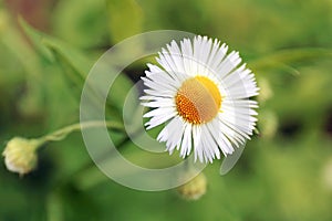 Closeup on the Tiny White Flower of the Golden Maurgarite Anthemis Daisy