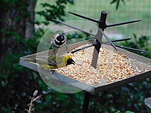 Closeup of tiny wild birds, Cape Sparrow birds and bright yellow finches, eating seed from a metal spiked tray in the garden