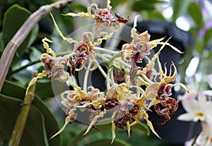 Closeup of the tiny yellow and red Dendrobium Spectabile orchid flower from South Pacific Islands photo