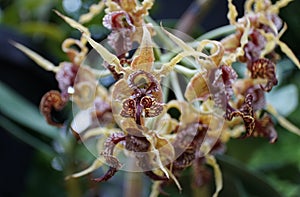 Closeup of the tiny yellow and red Dendrobium Spectabile orchid flowers photo