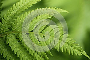 Closeup of the tip of a fiddlehead fern frond.