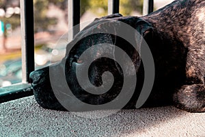 Closeup of a tired cane corso puppy laying its head on the ground, looking out the window photo