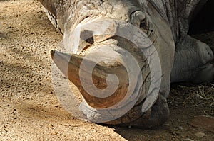 Closeup of a tired rhino lying on a ground at the zoo