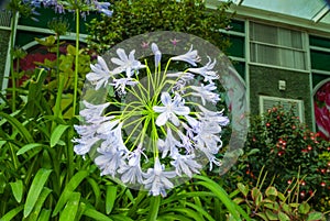 Closeup to African Lily/ Agapanthus/ Lily of the Nile/ Agapanthus Headbourne Hybrids/ Agapanthaceae