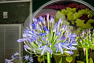 Closeup to African Lily/ Agapanthus/ Lily of the Nile/ Agapanthus Headbourne Hybrids/ Agapanthaceae