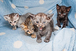 Closeup to Angry Kitten with Family