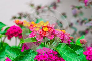 Closeup to Beautiful Colorful Lantana Camara L./ VERBENACEAE photo