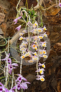 Closeup to Beautiful Dendrobium Primulinum Laos and Dendrobium Superbum Var. Anosmum Orchid Flowers