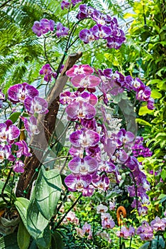 Closeup to Beautiful Purple Vanda SPP. Orchid/ ORCHIDACEAE