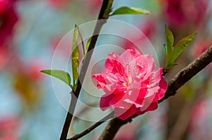 Closeup to beautiful red Plum flower in spring