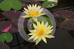 Closeup to Beautiful Water Lily/ Nymphaea Lotus/ Nymphaeaceae photo