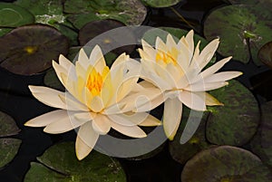 Closeup to Beautiful Water Lily/ Nymphaea Lotus/ Nymphaeaceae