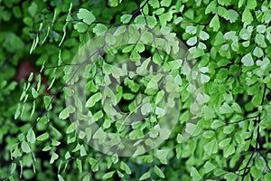 Closeup to a Black Maidenhair fern (Adiantum capillus-veneris)