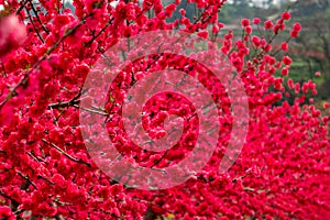 Closeup to Blossoming garden of red peach trees