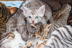 Closeup to Blue Eyes Kitten with Family