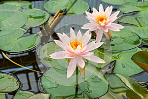 Closeup to Bright Water Lily/ Nymphaea Lotus/ Nymphaeaceae