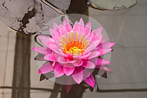 Closeup to Bright Water Lily/ Nymphaea Lotus/ Nymphaeaceae photo