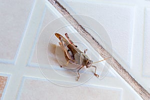 Closeup to Brown Grasshopper on Tile Floor [Caelifera]