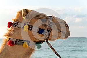 Closeup to camel head with blue sky and sea background. Beautiful dromedary decorated with colorful straps.