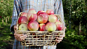 Closeup to the camera basket full of fresh and ripe apples from the organic apple orchard lady holding in front of the