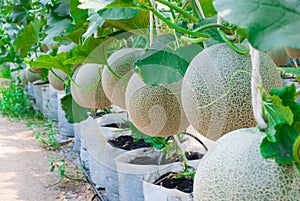 Closeup to Cantaloupe/ Musk Melon/ Cucumis Melo L. Var. Cantalpensis/ Cucurbitaceous