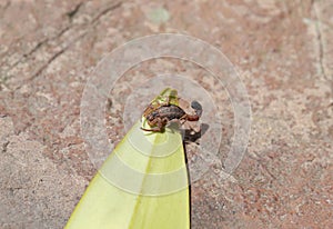 Closeup to a Colombian endemic scorpio named Tityus columbianus over a green leaf and red stone