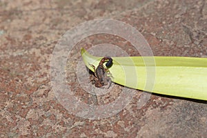 Closeup to a Colombian endemic scorpio named Tityus columbianus over a green leaf and red stone