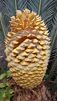 Closeup to Cycas revoluta