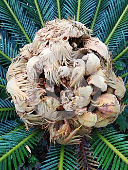 Closeup to Cycas revoluta