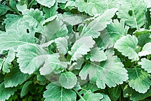 Closeup to Dusty Miller/ Senecio cineraria DC./ Asteraceae Leaves Background