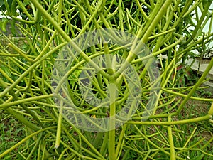 Closeup to Euphorbia tirucalli pencil Tree/ Indian Tree Spurge/ Euphorbia Tirucalli L