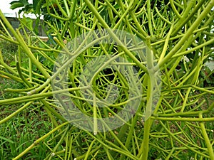 Closeup to Euphorbia tirucalli pencil Tree/ Indian Tree Spurge/ Euphorbia Tirucalli L