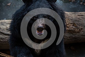 Closeup to face of an adult Formosa Black Bear in the forest at a day hot summer