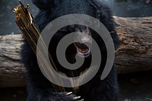 Closeup to face of adult Formosa Black Bear holding wooden stick with the claws