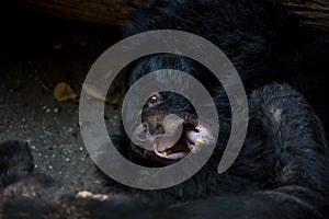 Closeup to the face of an adult Formosa Black Bear lying down on the forest