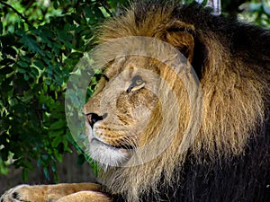 Majestic Male Lion Face Closeup