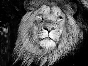 Majestic Male Lion Face Closeup, in Black and White
