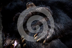 Closeup to the face of two adults Formosa Black Bears figthing with the claws