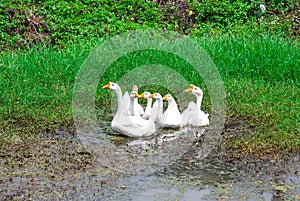 Closeup to Family of Beautiful White Goose, Anser Cygnoides, Playing Muddy Water