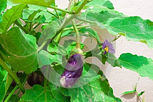 Closeup to Fresh Flower and Produce of Eggplant /Solanum Melongena L./ SOLANACEAE