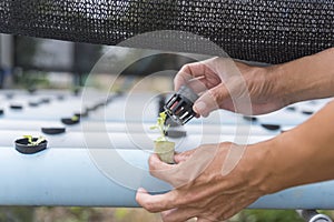 fresh greenoak in hydroponics system pipe