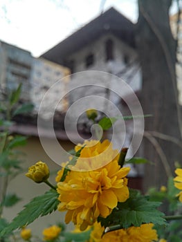 Closeup to a golden early spring keria japonica flower, with neo-romanian architecture and soviet bloc in the background blur