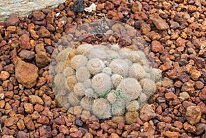 Closeup to Group of Mammillaria Hahniana Cactus/ Cactaceae, Succulent and Arid Plant