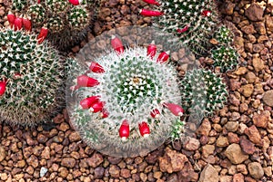 Closeup to Group of Mammillaria Prolifera Hybrids Cactus/ Cactaceae, Succulent and Arid Plant