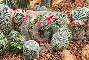 Closeup to Group of Mammillaria Prolifera Hybrids Cactus/ Cactaceae, Succulent and Arid Plant