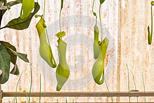 Closeup to Hanging Carnivorous Plant, Nepenthes/ Tropical Pitcher Plants/ Monkey Cups