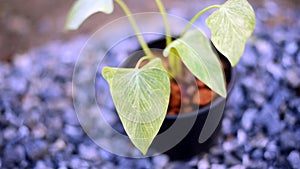 Closeup to homalomena cream frost in pot