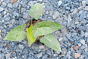 Closeup to homalomena cream frost in pot