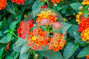 Closeup to Lantana Camara Flowers with Leafs